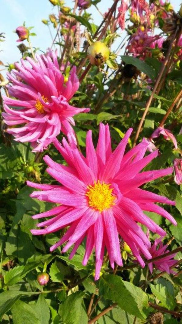 Produktfoto zu Pflanzknolle Dahlie pink Nr. 1