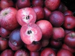 Produktfoto zu Apfel "Kissabel Rouge"