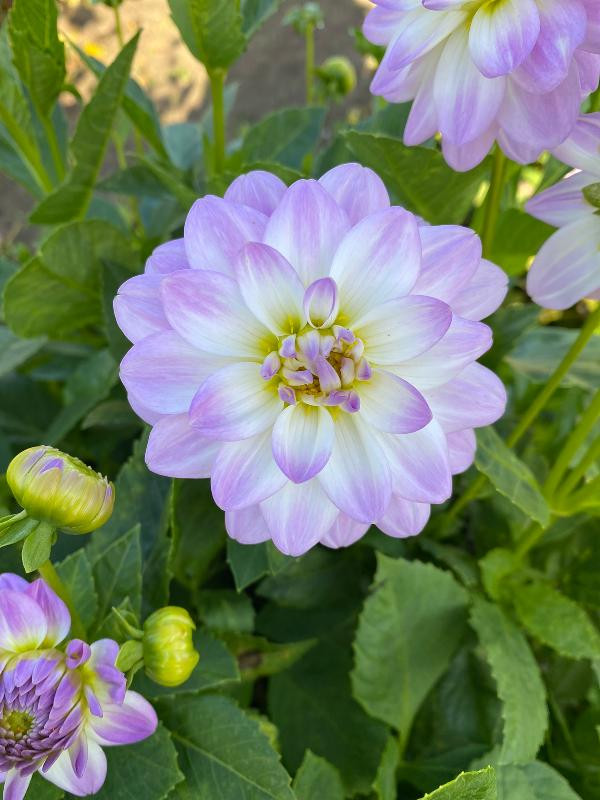 Produktfoto zu Pflanzknolle Dahlie pink weiß Nr. 6