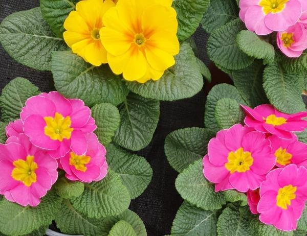 Produktfoto zu Primel (verschiedene Farben) im Topf