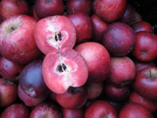 Produktfoto zu Apfel "Kissabel Rouge"