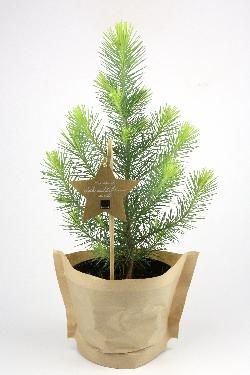 Produktfoto zu Tisch-Weihnachtsbäumchen "Pinus" Gärtnerei Blu