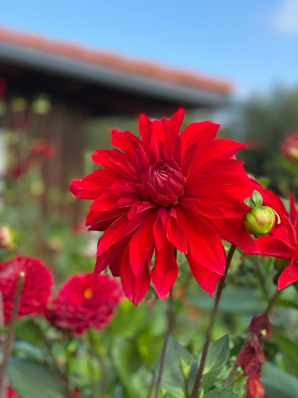 Produktfoto zu Pflanzknolle Dahlie rot Nr. 9