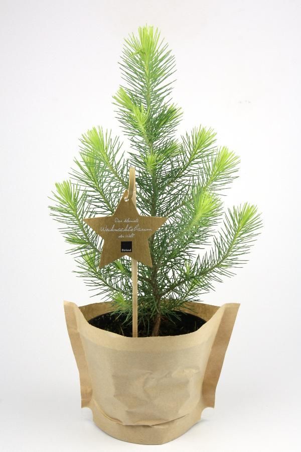 Produktfoto zu Tisch-Weihnachtsbäumchen "Pinus" Gärtnerei Blu